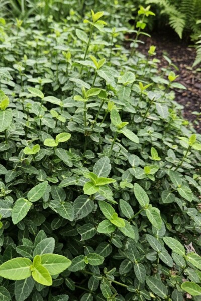 Euonymus fortunei var. radicans busk 25-30 cm