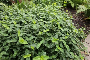 Euonymus fortunei var. radicans busk 25-30 cm