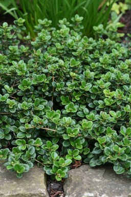 Krybende kaprifolie Lonicera crassifolia 'Little Honey' busk Lonicera crassifolia 'Little Honey' busk