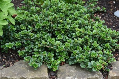 Krybende kaprifolie Lonicera crassifolia 'Little Honey' busk Lonicera crassifolia 'Little Honey' busk