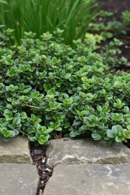 Lonicera crassifolia 'Little Honey' busk