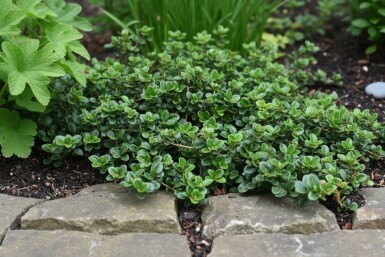 Lonicera crassifolia 'Little Honey' busk