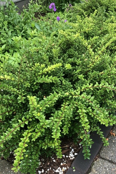 Lonicera nitida 'Maigrün' busk