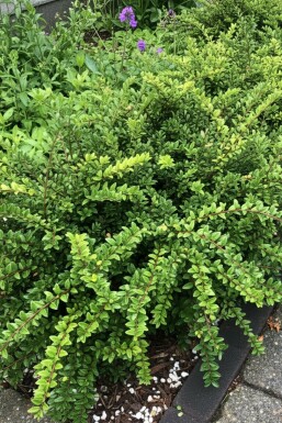 Myrtegedeblad Lonicera nitida 'Maigrün' busk Lonicera nitida 'Maigrün' busk