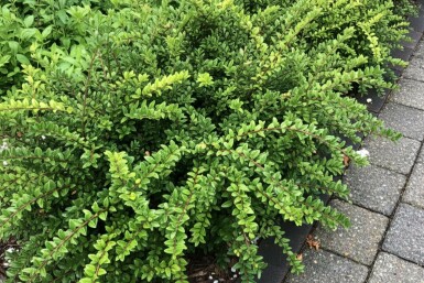 Myrtegedeblad Lonicera nitida 'Maigrün' busk Lonicera nitida 'Maigrün' busk