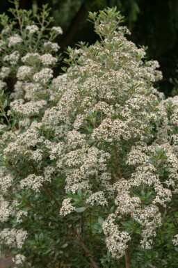 Bellisbusk Olearia haastii busk Olearia haastii busk