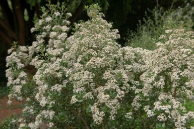 Bellisbusk Olearia haastii busk Olearia haastii busk