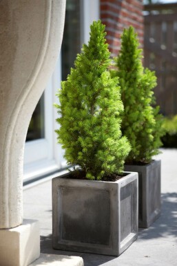 Hvidgran Picea glauca 'Conica Perfecta' busk Picea glauca 'Conica Perfecta'
