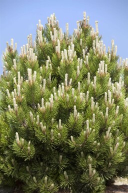Bjergfyr Pinus mugo busk Pinus mugo