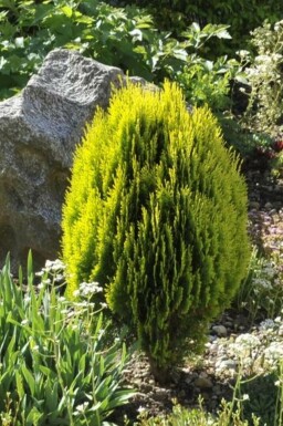 Livstræ Platycladus orientalis 'Aurea Nana' busk Platycladus orientalis 'Aurea Nana' busk