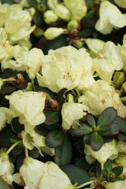 Rhododendron Rhododendron impeditum 'Wren' busk Rhododendron impeditum 'Wren'