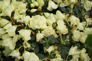 Rhododendron Rhododendron impeditum 'Wren' busk Rhododendron impeditum 'Wren'