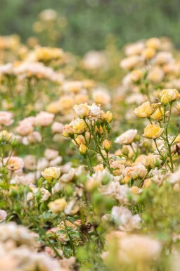 Rose Rosa 'Yellow Fairy' busk Rosa 'Yellow Fairy' busk
