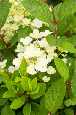 Syrenhortensia Hydrangea paniculata 'Early Sensation' busk Hydrangea paniculata 'Early Sensation' busk