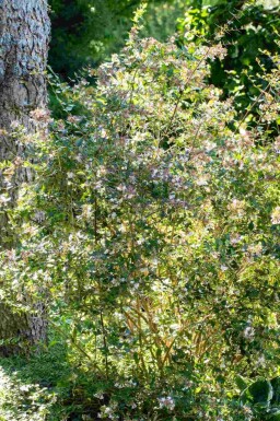 Abelia Abelia grandiflora 'Edward Goucher' busk Abelia grandiflora 'Edward Goucher' busk