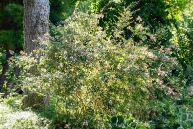 Abelia Abelia grandiflora 'Edward Goucher' busk Abelia grandiflora 'Edward Goucher' busk