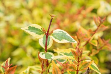 Abelia grandiflora 'Kaleidoscope' busk 30-40 cm