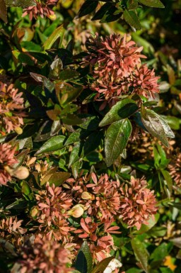 Abelia Abelia grandiflora 'Sherwood' busk Abelia grandiflora 'Sherwood' busk