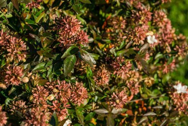 Abelia Abelia grandiflora 'Sherwood' busk Abelia grandiflora 'Sherwood' busk