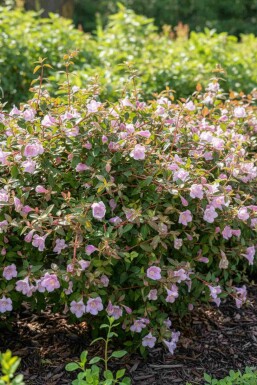 Abelia Abelia grandiflora 'Pinky Bell's' busk Abelia grandiflora 'Pinky Bell's' busk
