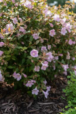 Abelia Abelia grandiflora 'Pinky Bell's' busk Abelia grandiflora 'Pinky Bell's' busk