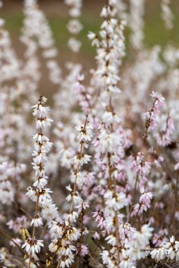 Hvid forsythia Abeliophyllum distichum busk Abeliophyllum distichum