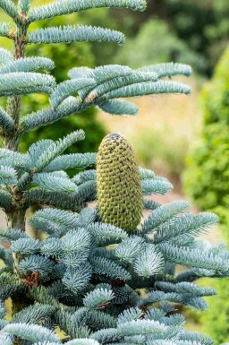 Blågran Abies procera 'Glauca' busk Abies procera 'Glauca'