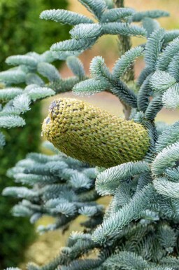 Blågran Abies procera 'Glauca' busk Abies procera 'Glauca'