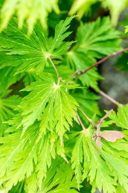 Japansk ahorn Acer japonicum 'Aconitifolium' busk Acer japonicum 'Aconitifolium' busk
