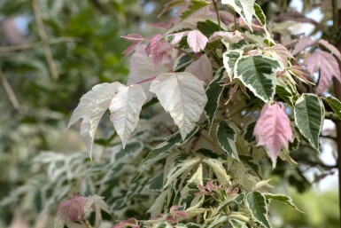 Acer negundo 'Flamingo' busk 60-80 cm