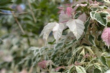 Acer negundo 'Flamingo' busk 60-80 cm