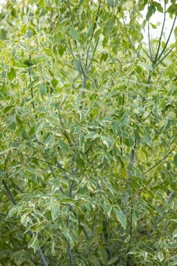 Askebladet løn Acer negundo 'Variegatum' busk Acer negundo 'Variegatum' busk