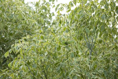 Askebladet løn Acer negundo 'Variegatum' busk Acer negundo 'Variegatum' busk