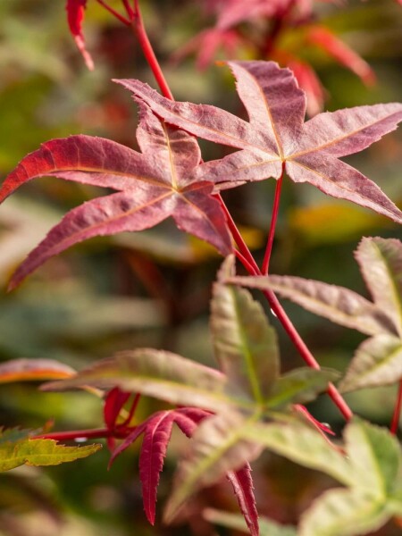 Japansk ahorn Acer palmatum 'Beni Maiko' busk Acer palmatum 'Beni Maiko' busk