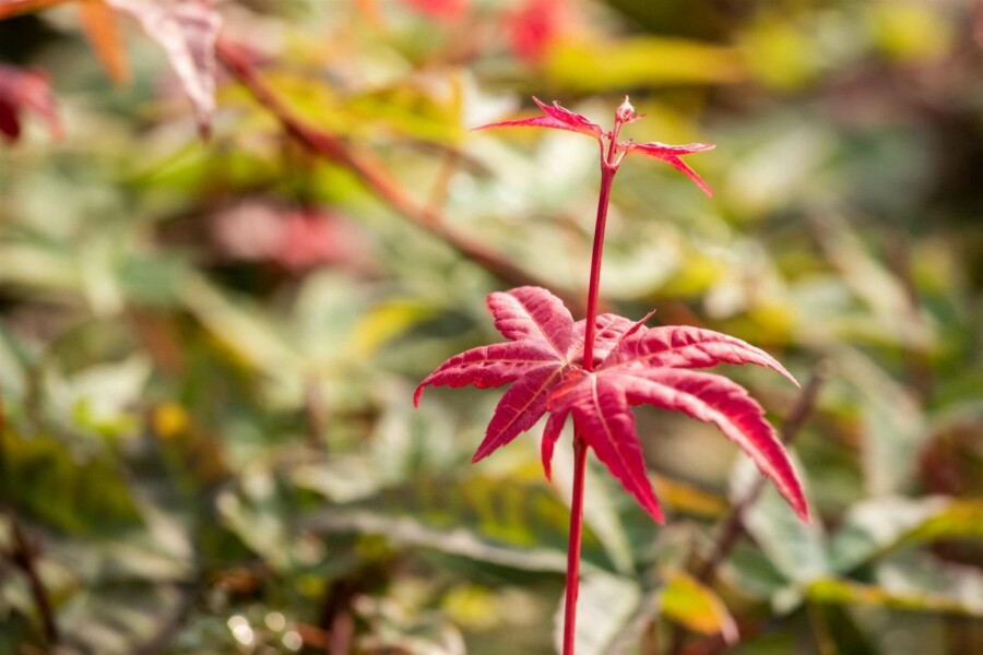 Japansk ahorn Acer palmatum 'Beni Maiko' busk Acer palmatum 'Beni Maiko' busk