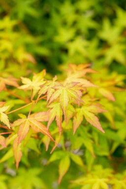 Japansk ahorn Acer palmatum 'Bi Hoo' busk Acer palmatum 'Bi Hoo' busk
