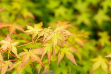 Japansk ahorn Acer palmatum 'Bi Hoo' busk Acer palmatum 'Bi Hoo' busk