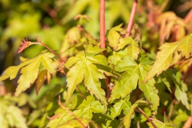 Acer palmatum 'Bi Hoo'