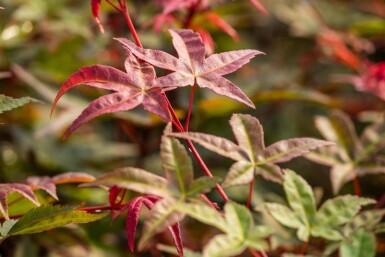 Acer palmatum 'Bi Hoo'