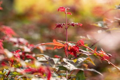 Acer palmatum 'Bi Hoo'