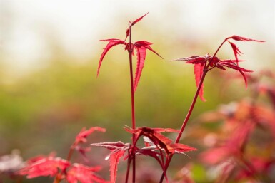 Acer palmatum 'Bi Hoo'