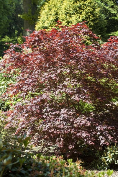 Acer palmatum 'Bloodgood' busk 100-125 cm