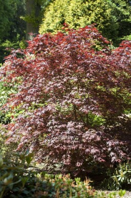 Japansk løn Acer palmatum 'Bloodgood' busk Acer palmatum 'Bloodgood' busk