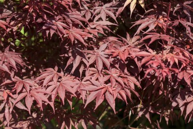 Japansk løn Acer palmatum 'Bloodgood' busk Acer palmatum 'Bloodgood' busk
