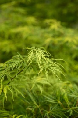 Japansk ahorn Acer palmatum 'Dissectum' busk Acer palmatum 'Dissectum' busk