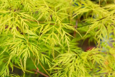 Japansk ahorn Acer palmatum 'Emerald Lace' busk Acer palmatum 'Emerald Lace' busk