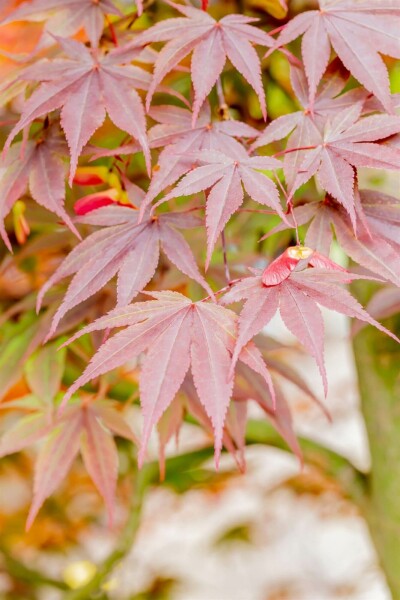 Acer palmatum 'Fireglow' busk 80-100 cm
