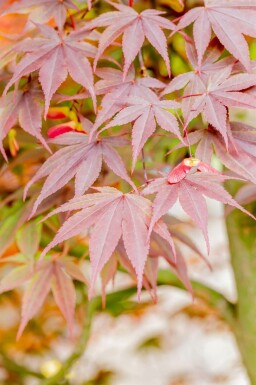 Japansk ahorn Acer palmatum 'Fireglow' busk Acer palmatum 'Fireglow' busk
