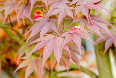Japansk ahorn Acer palmatum 'Fireglow' busk Acer palmatum 'Fireglow' busk