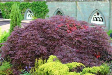 Japansk ahorn Acer palmatum 'Garnet' busk Acer palmatum 'Garnet' busk